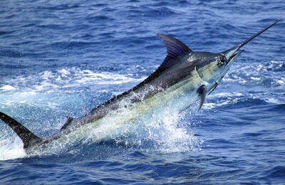 The current image has no alternative text. The file name is: BlueMarlin-Stock.jpg