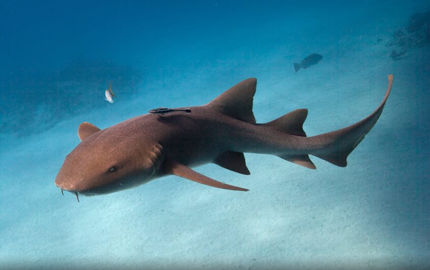 NurseShark-Stock