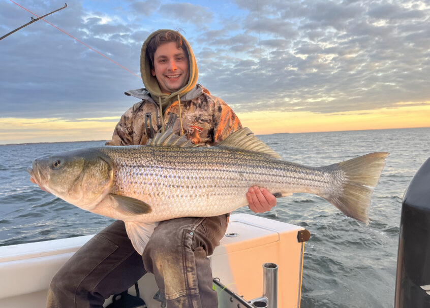 Striped Bass tagged with a GFR tag