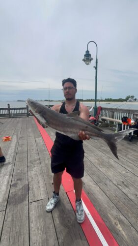 The current image has no alternative text. The file name is: cobia-scaled.jpeg