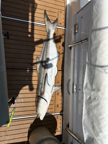 The current image has no alternative text. The file name is: cobia-scaled.jpg