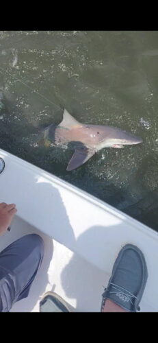 The current image has no alternative text. The file name is: sandbar-shark.jpg