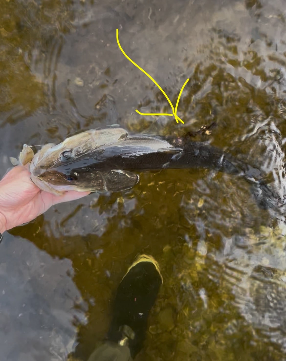 Ponce de Lebron – Snook Recovery! | Gray FishTag Research