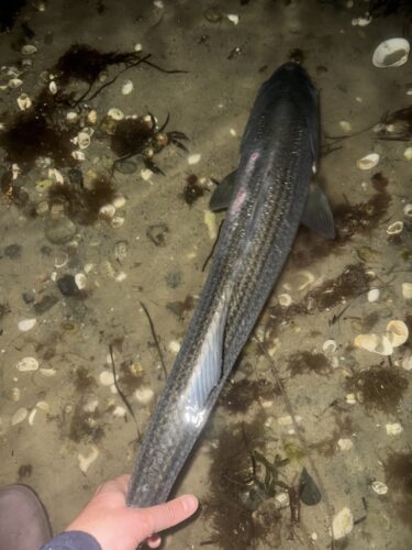 The current image has no alternative text. The file name is: Pierre-recovery.jpg