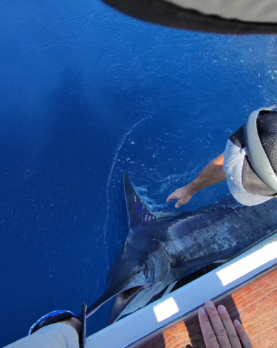 The current image has no alternative text. The file name is: 31362.png