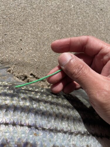 The current image has no alternative text. The file name is: IMG_5212-scaled.jpeg